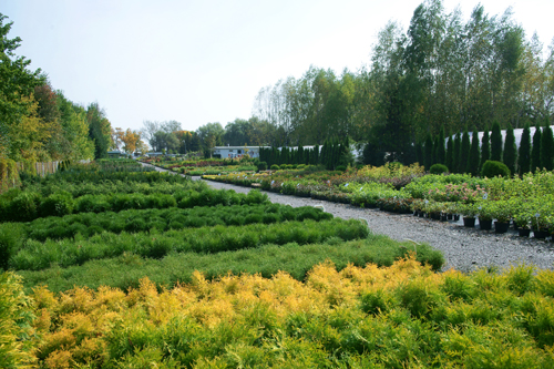 Zierpflanzen Nadelbäume Laubbäume Gartensträucher