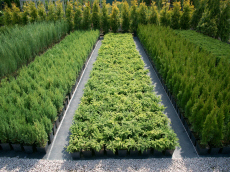 Zierpflanzen Nadelbäume Laubbäume Gartensträucher