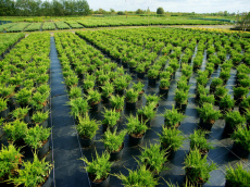 Zierpflanzen Nadelbäume Laubbäume Gartensträucher