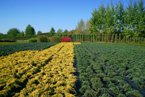 Zierpflanzen Nadelbäume Laubbäume Gartensträucher