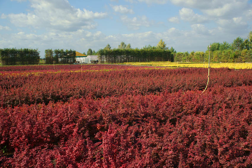 Zierpflanzen Nadelbäume Laubbäume Gartensträucher