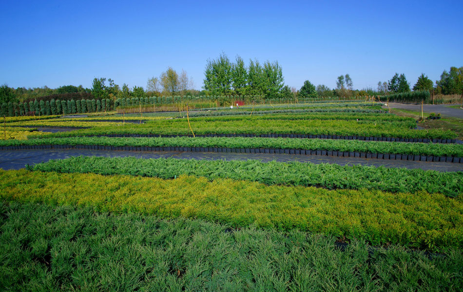 Zierpflanzen Nadelbäume Laubbäume Gartensträucher