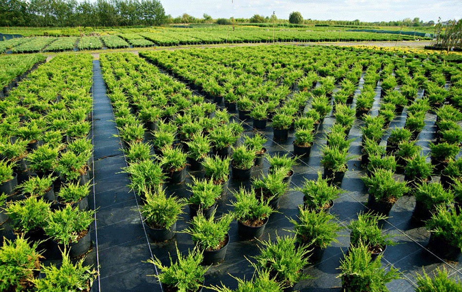 Zierpflanzen Nadelbäume Laubbäume Gartensträucher