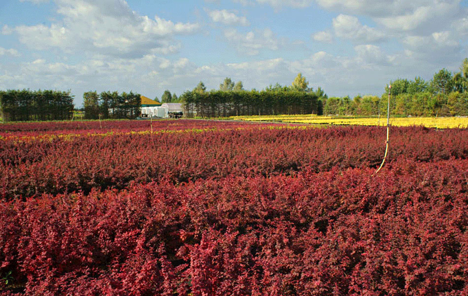 Zierpflanzen Nadelbäume Laubbäume Gartensträucher