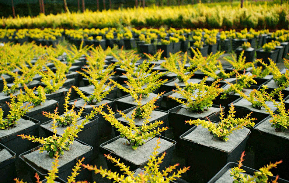 Zierpflanzen Nadelbäume Laubbäume Gartensträucher