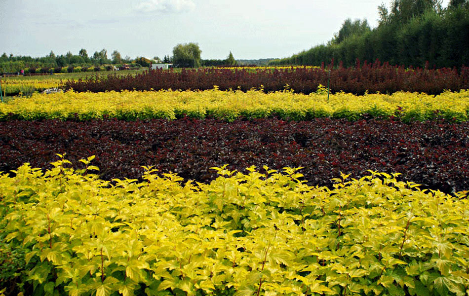 Zierpflanzen Nadelbäume Laubbäume Gartensträucher