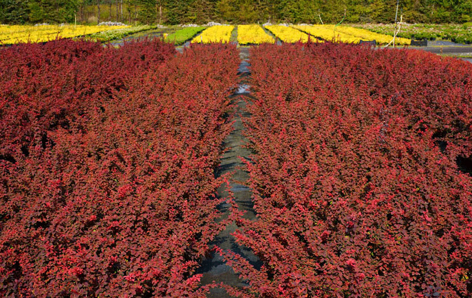 Zierpflanzen Nadelbäume Laubbäume Gartensträucher