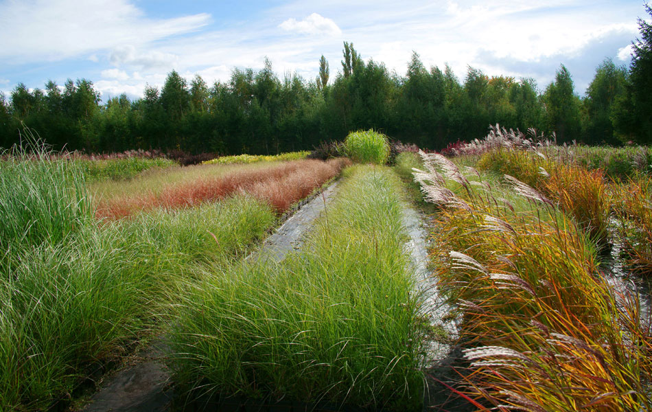 Zierpflanzen Nadelbäume Laubbäume Gartensträucher