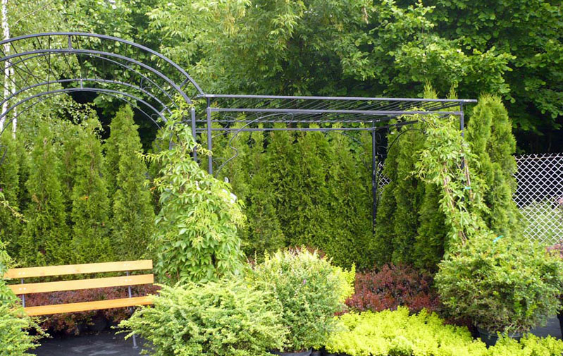 Zierpflanzen Nadelbäume Laubbäume Gartensträucher