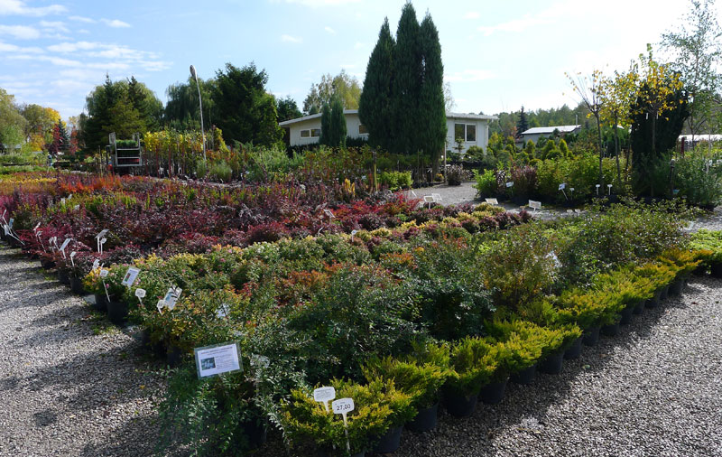Zierpflanzen Nadelbäume Laubbäume Gartensträucher