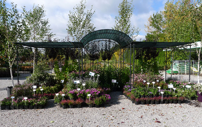 Zierpflanzen Nadelbäume Laubbäume Gartensträucher